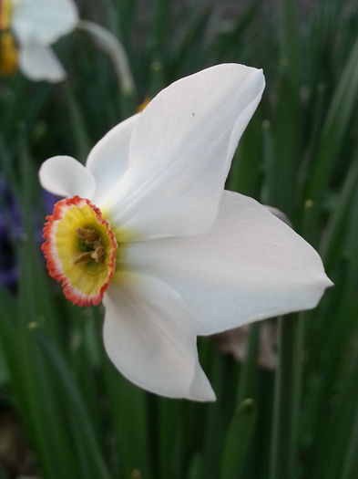 20140329_183301 - PRIMAVARA