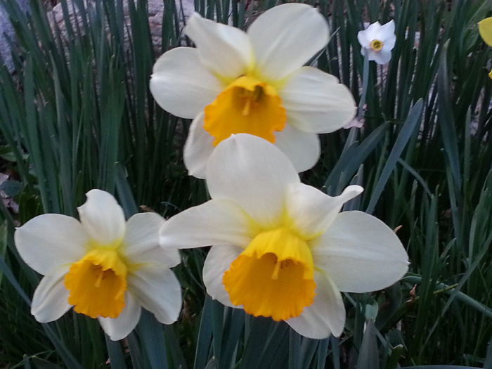 20140329_183428(0) - PRIMAVARA