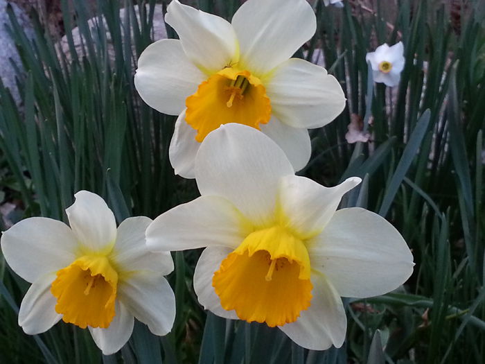 20140329_183433 - PRIMAVARA