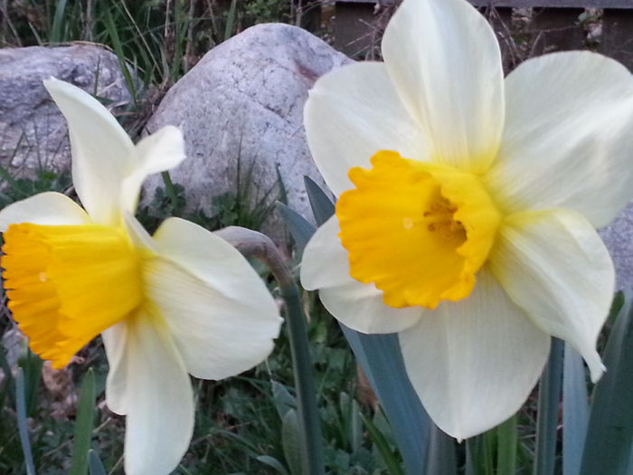 20140329_183450 - PRIMAVARA