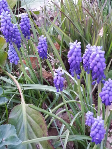 20140329_183503 - PRIMAVARA