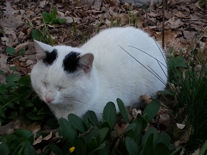 20140329_183638 - PRIMAVARA