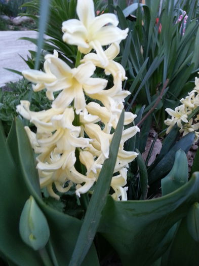 20140329_184027 - PRIMAVARA