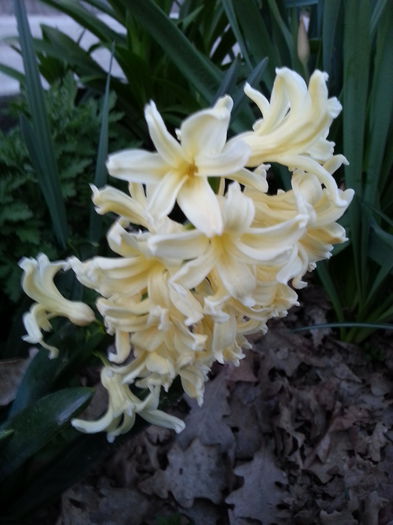 20140329_184035 - PRIMAVARA