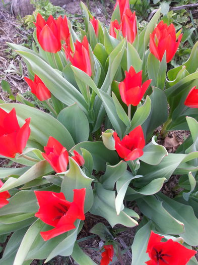 20140401_175221 - PRIMAVARA