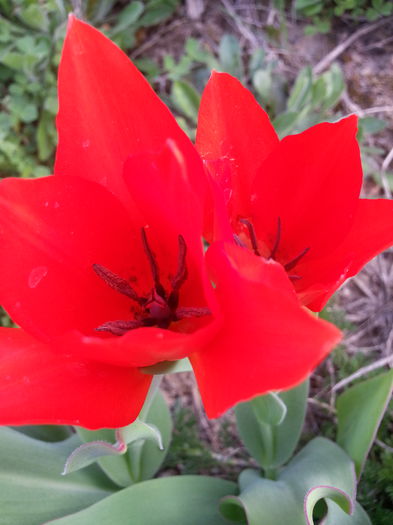 20140401_175346 - PRIMAVARA