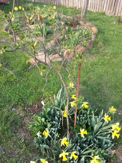 20140401_175551 - PRIMAVARA