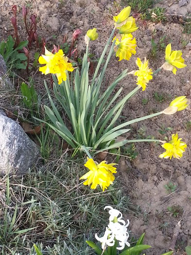 20140401_175608 - PRIMAVARA