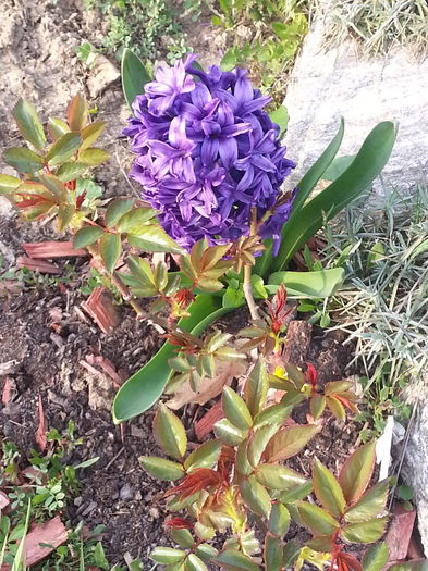 20140401_175615 - PRIMAVARA