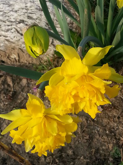 20140401_175627 - PRIMAVARA