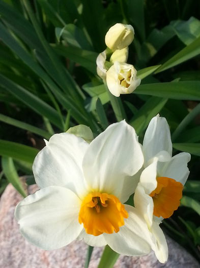 20140401_175708 - PRIMAVARA