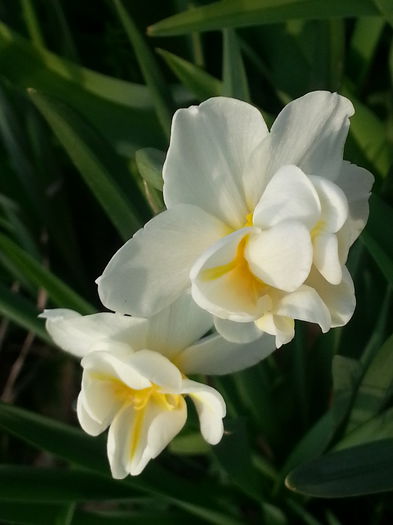 20140401_175714 - PRIMAVARA