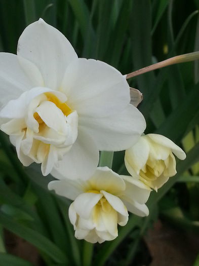 20140401_175728 - PRIMAVARA