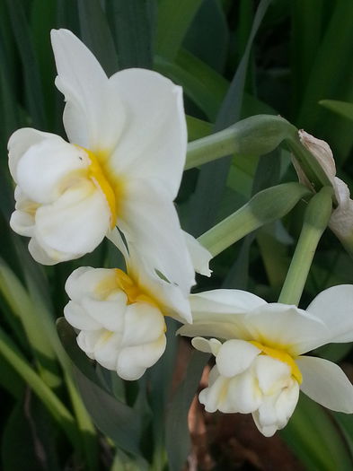 20140401_175801 - PRIMAVARA