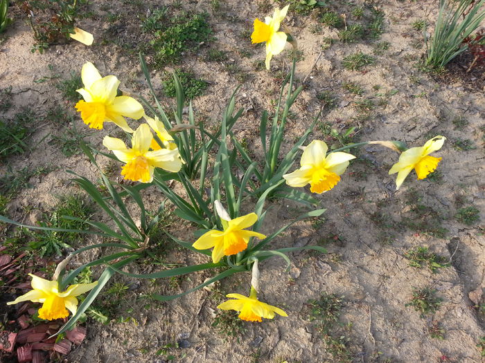 20140401_175847 - PRIMAVARA