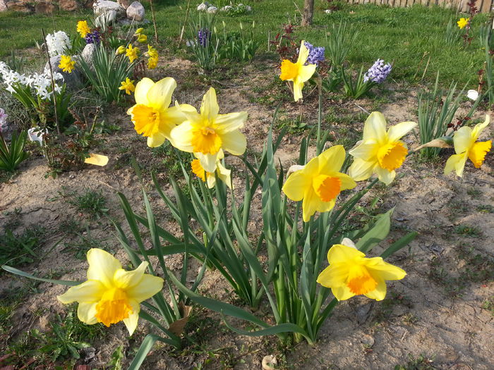 20140401_175855 - PRIMAVARA