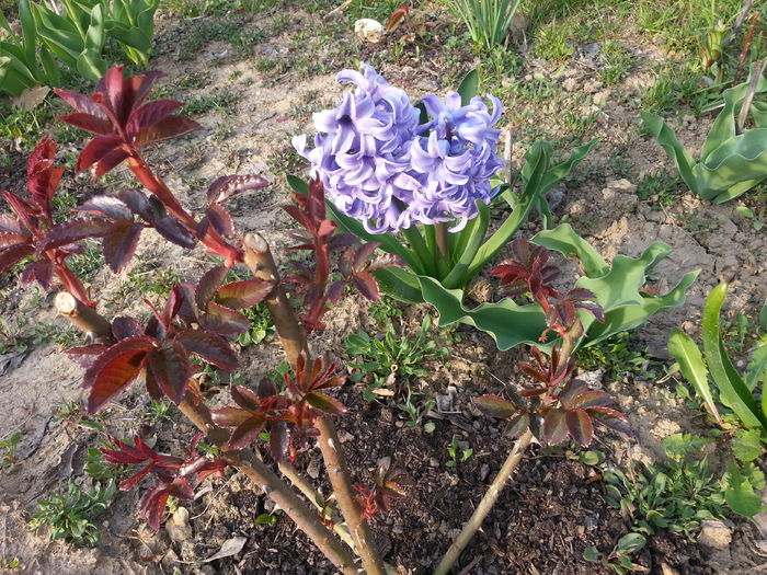 20140401_175913 - PRIMAVARA