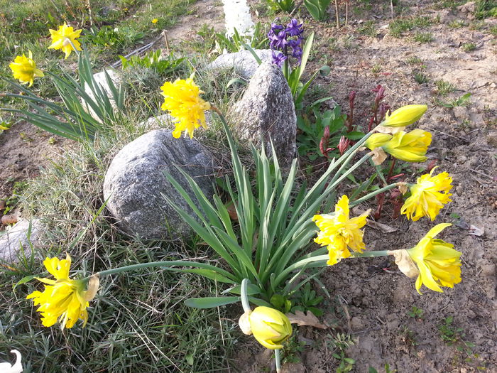 20140401_175922 - PRIMAVARA