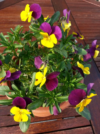 20140401_180147 - PRIMAVARA