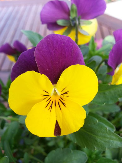 20140401_180231 - PRIMAVARA