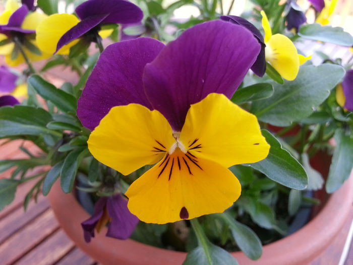 20140401_180321 - PRIMAVARA