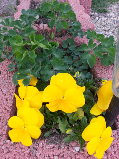 20140401_180447 - PRIMAVARA