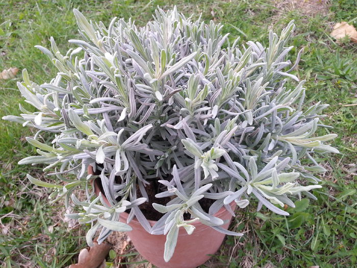 20140402_183823 - PRIMAVARA