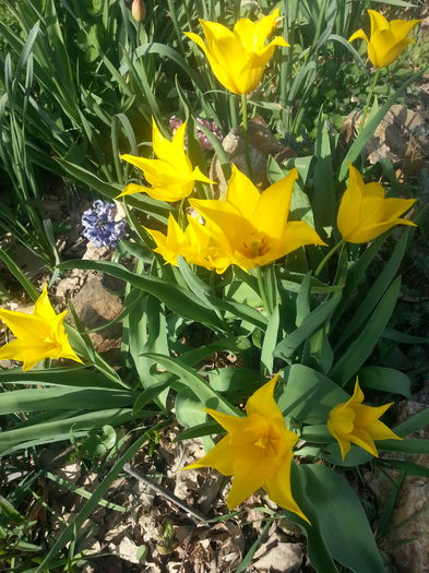 20140404_163442 - PRIMAVARA