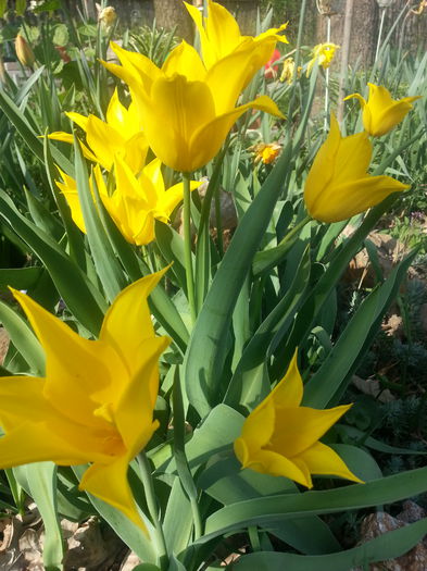 20140404_163506 - PRIMAVARA