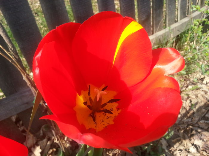 20140404_163614 - PRIMAVARA