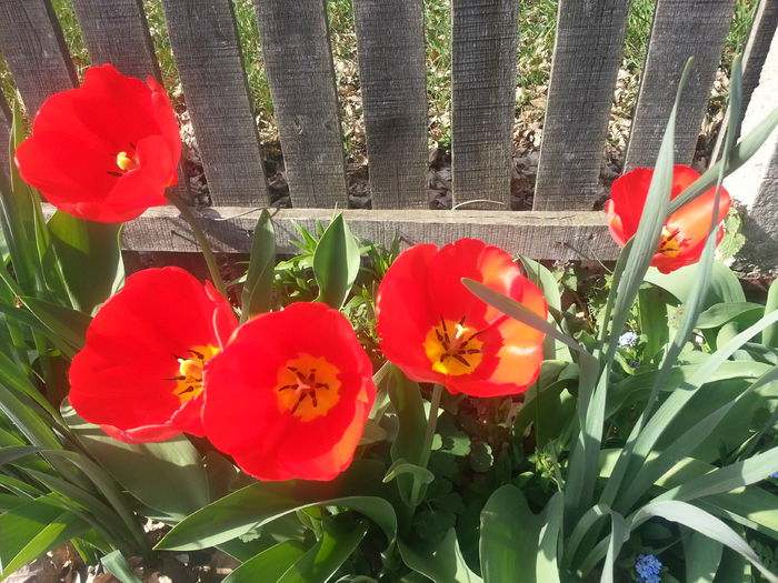 20140404_163655 - PRIMAVARA