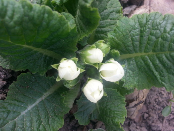 20140404_163717 - PRIMAVARA