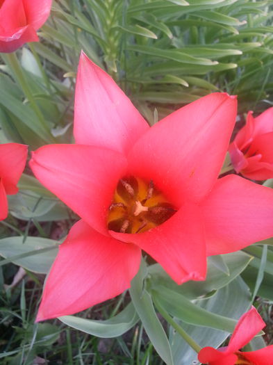 20140404_163910 - PRIMAVARA