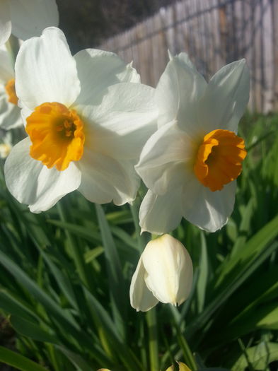 20140404_164030 - PRIMAVARA