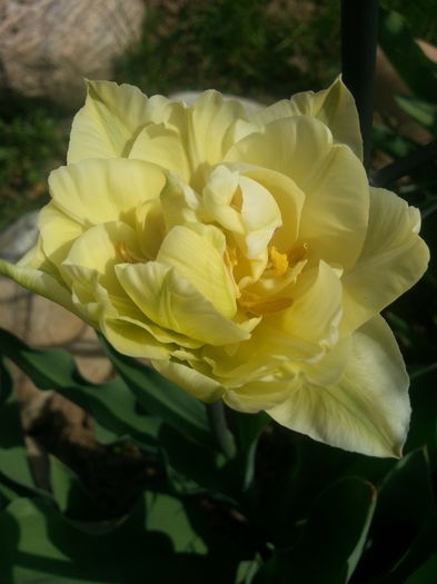 20140404_164105 - PRIMAVARA