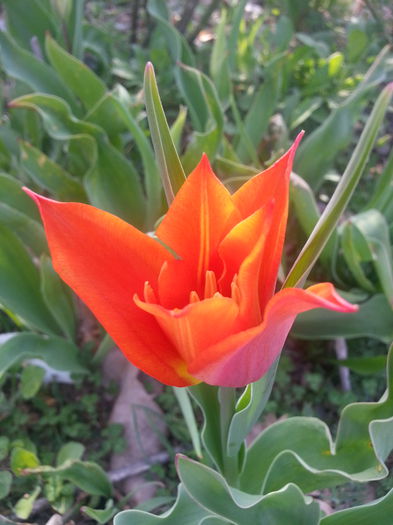 20140404_164341 - PRIMAVARA