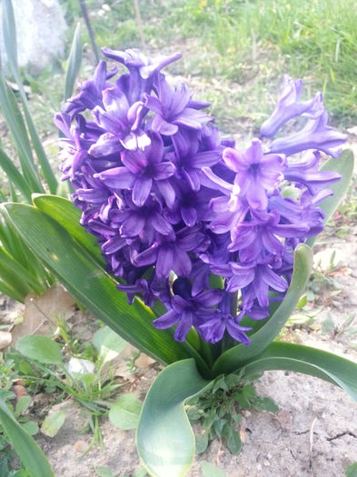 20140404_164401 - PRIMAVARA