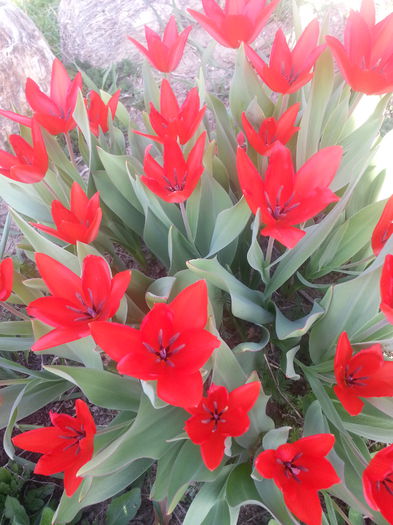 20140404_164504 - PRIMAVARA