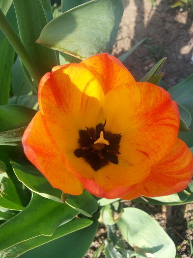 20140404_164634 - PRIMAVARA