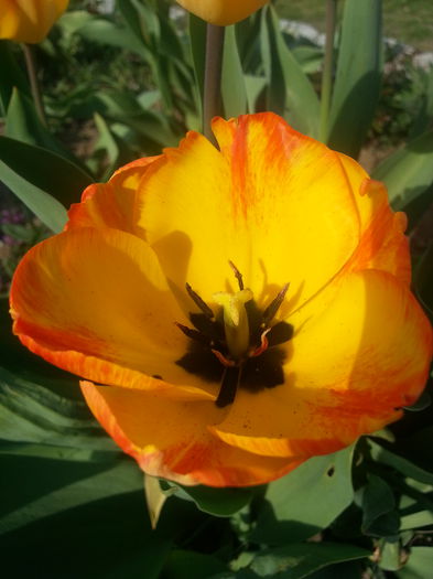 20140404_164640 - PRIMAVARA