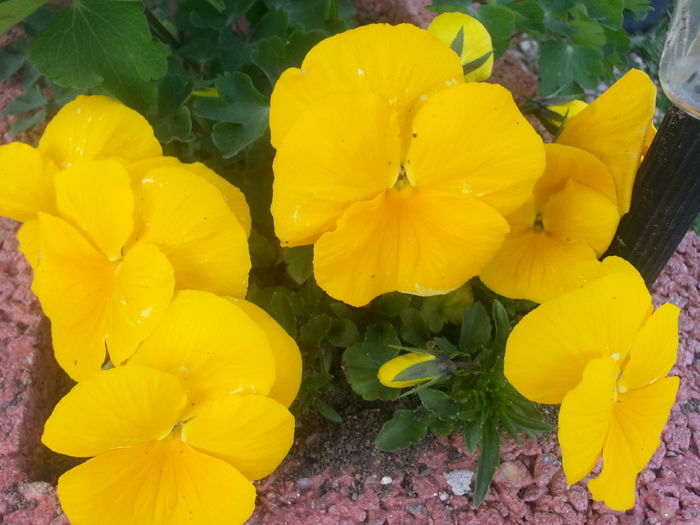 20140404_164717 - PRIMAVARA