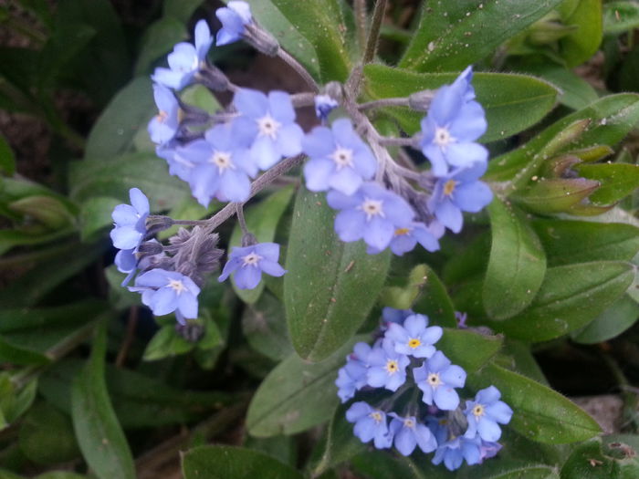 20140405_080045 - PRIMAVARA