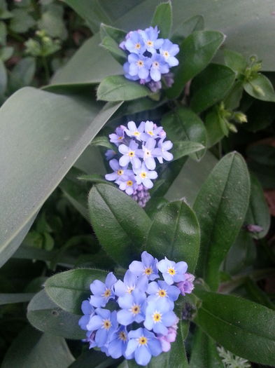 20140405_080243 - PRIMAVARA