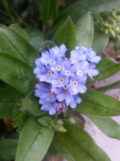 20140405_080253 - PRIMAVARA