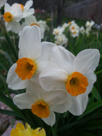 20140405_081725 - PRIMAVARA