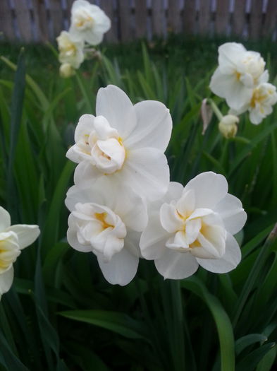 20140405_081738 - PRIMAVARA