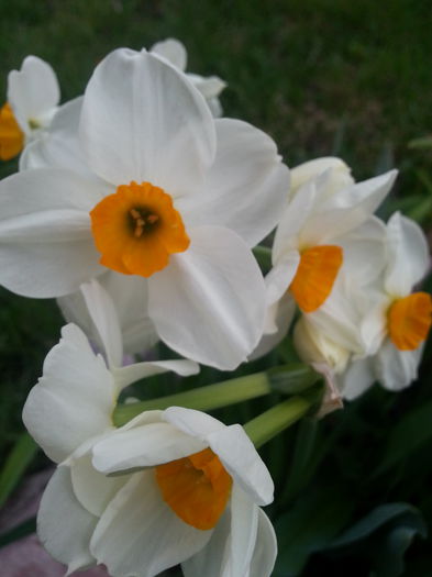 20140405_081802 - PRIMAVARA