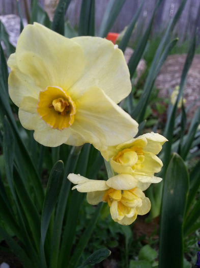 20140411_163922 - PRIMAVARA