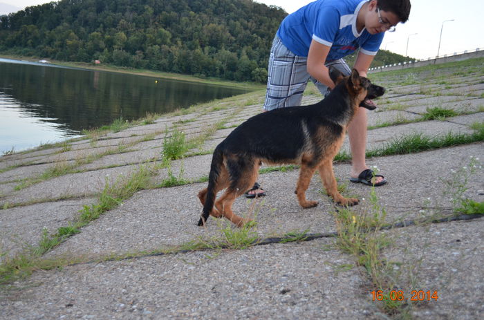 4 luni - German Shepherd Dog