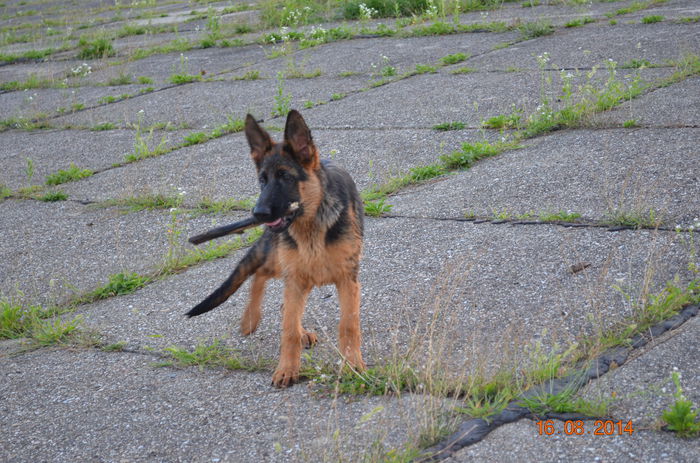 Argo 4 luni - German Shepherd Dog